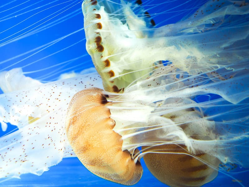 Two beautiful jellyfish gliding through the water