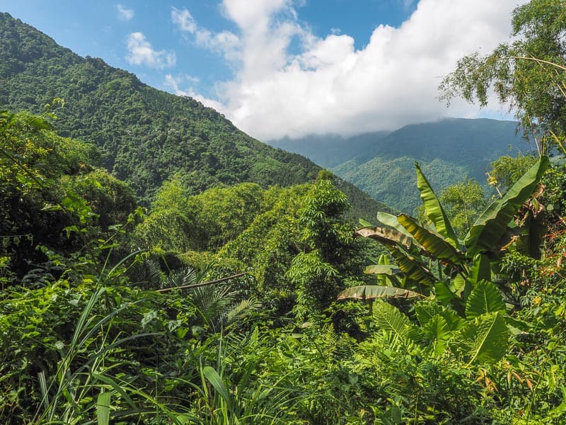 Expansive view of lush, green mountains and palm trees in the foreground