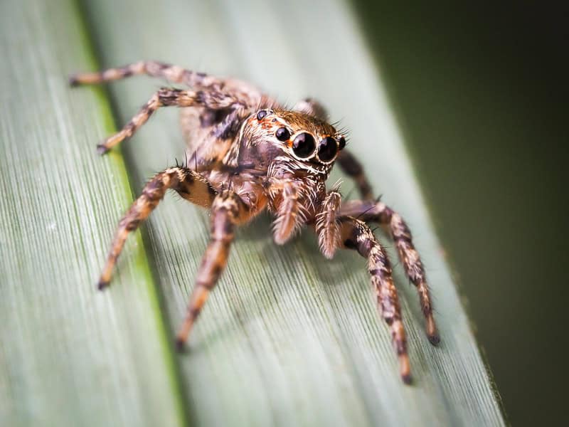 Super close up of a spider with many eyes on a leaf