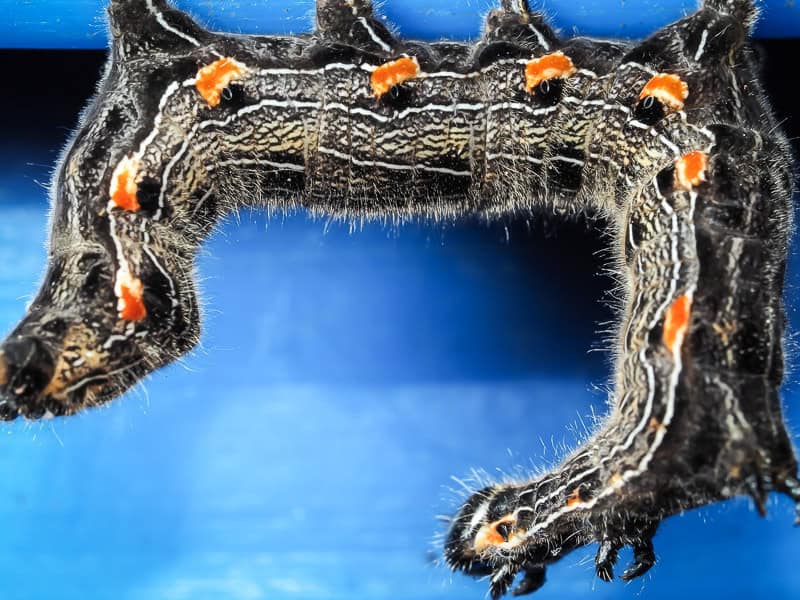 Close up of a black and orange caterpillar standing in a half circle shape as it crawls vertically around a corner