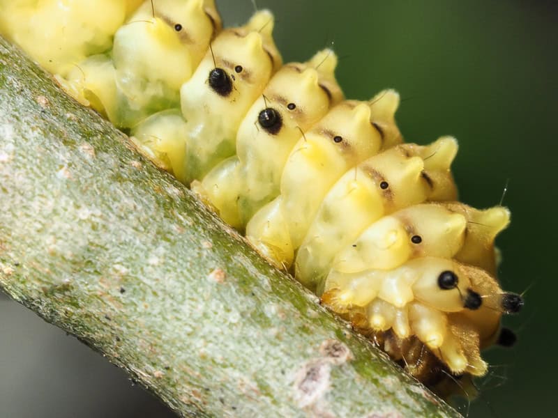 Extreme close-up of a bright green bumpy caterpillar on a twig