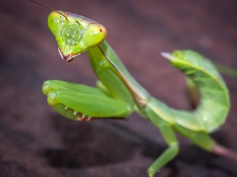 Super close up photo of a bright green praying mantis