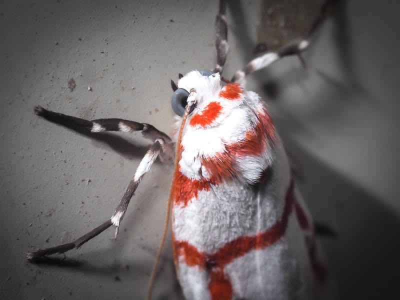 Close up of a white and orange bug on a wall