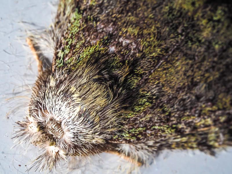 Super close up macro photo of a hairy gray moth