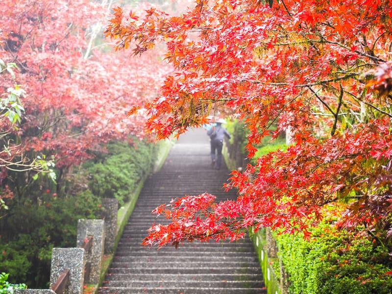 A tall staircase with an old man going up it, framed by red maples on either side