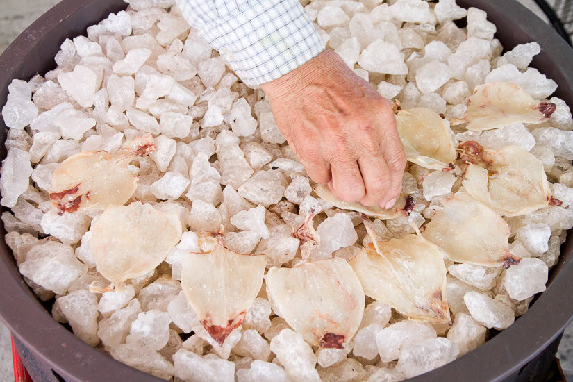 A large pan of salt chunks with dried whole cuttlefish on them and a hand grabbing one of them
