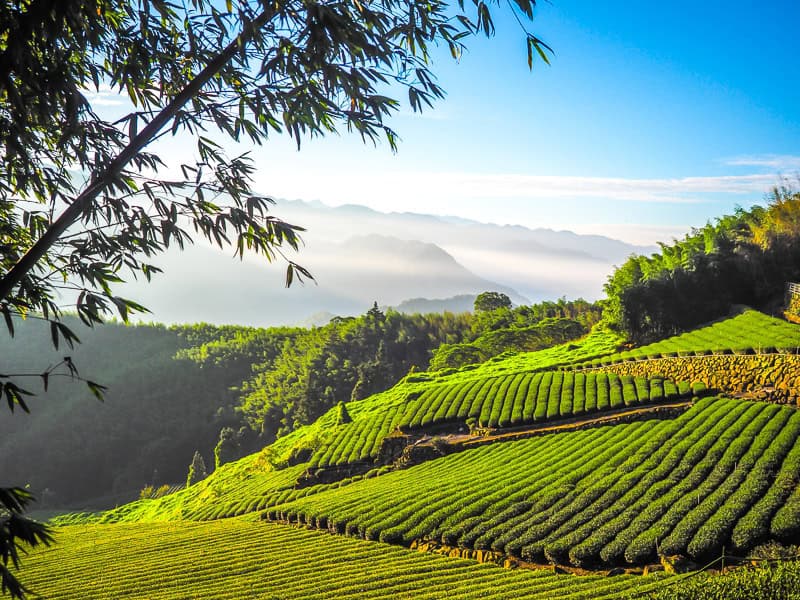 An expansive tea farm on the side of a mountain