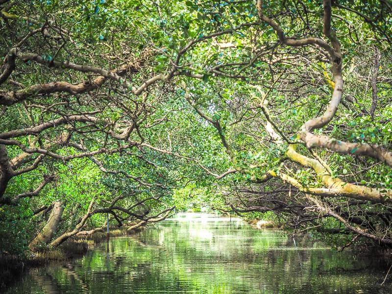 Looking down a marsh covered by a canopy of tree branches
