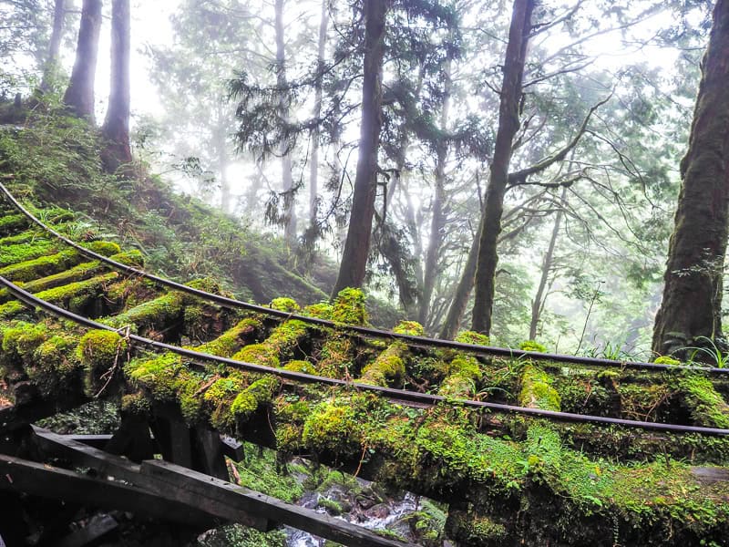 An old railway line covered in green moss crosses a small bridge over a stream in the forest