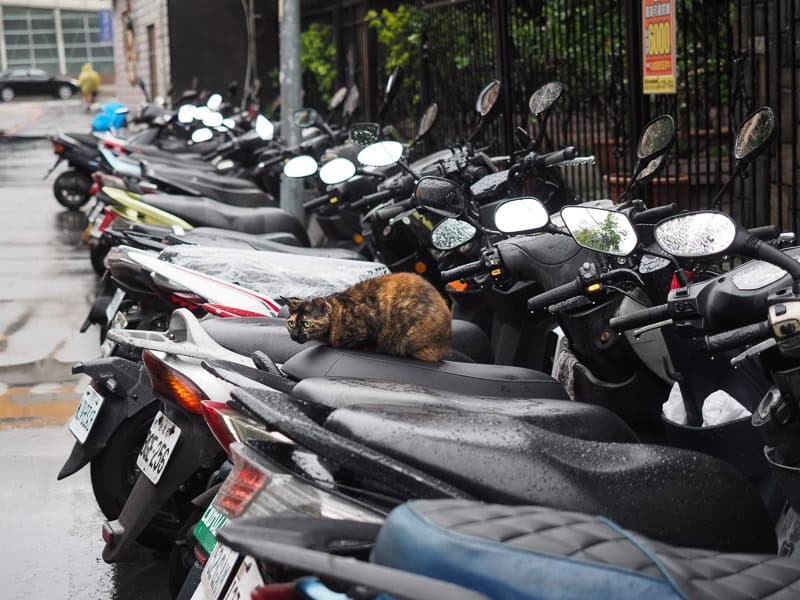 A long row of parked scooters with some rain on them and a cat on one of them