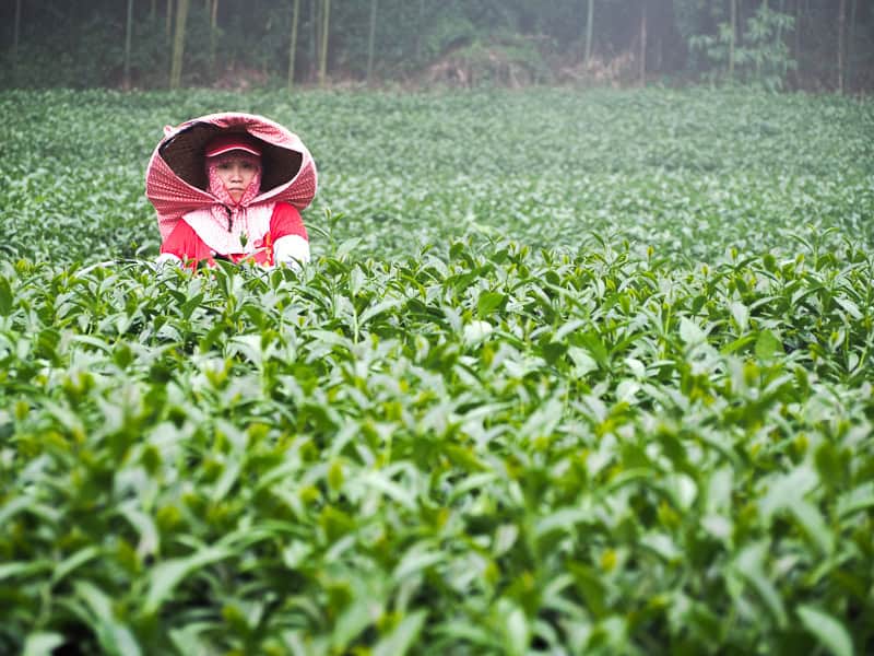 A woman with round farmer hat stands in a field of tea in Alishan region of Taiwan