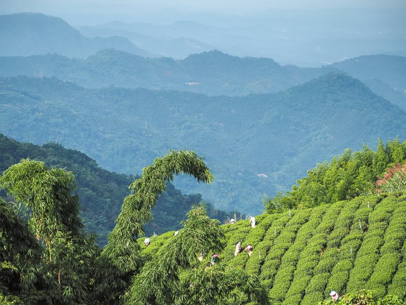 Expansive view of rolling tea farms and mountains in the distance