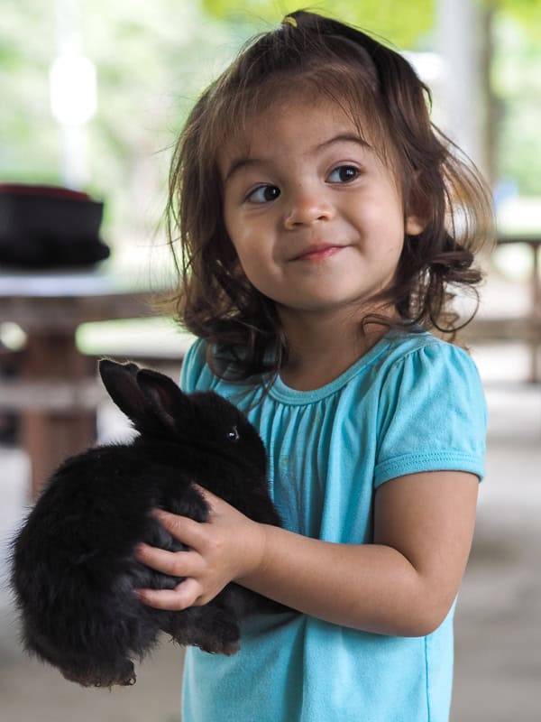 A cute young girl holding up a small black bunny