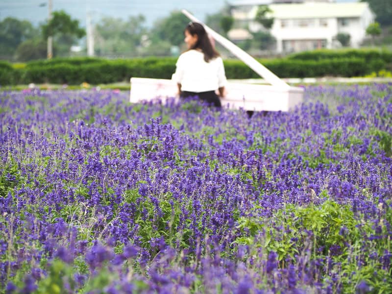 A woman plays on a white piano in a field of purple lavender flowers