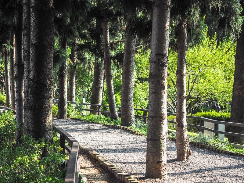 A gravel walking path through the forest