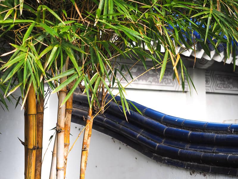 Close up of the top of a white wall with blue tiles on top and some thin bamboo growing beside it