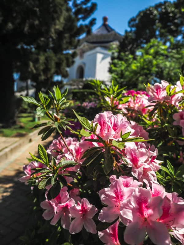 A bush with pink flowers in the foreground and CKS Memorial Hall visible between the trees in the background