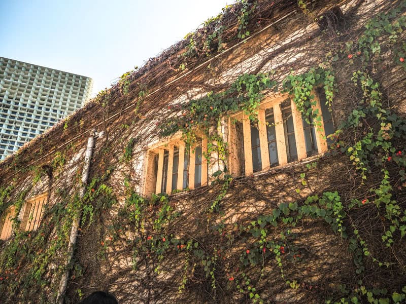 The side of a building covered in vines with a pair of windows with vertical bars