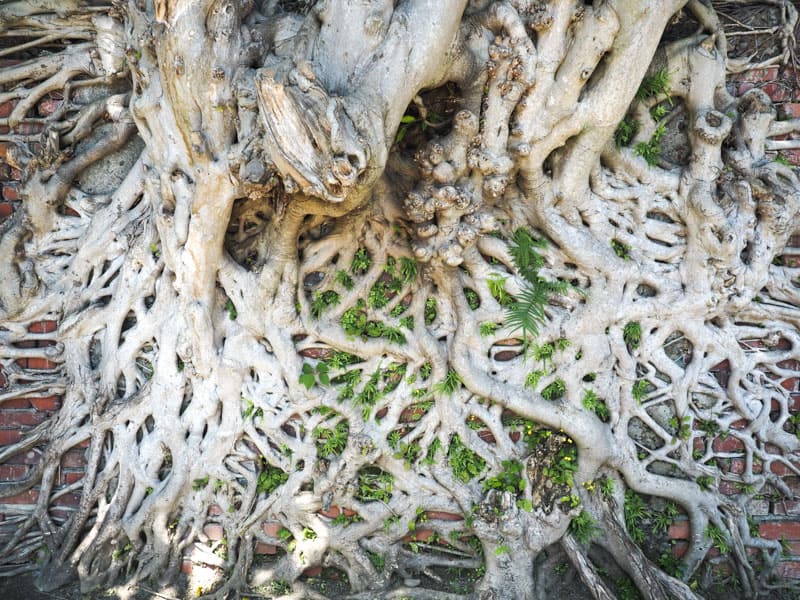 A brick wall almost totally covered in the roots of a banyan tree
