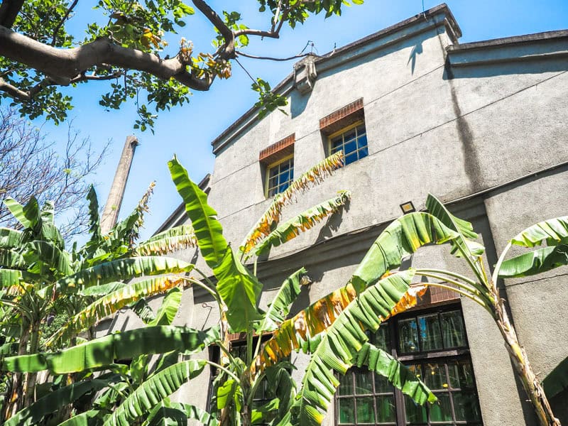 Looking up at the large leaves of some banana trees in front of an old cement factory building