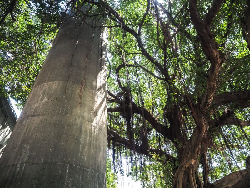The base of a large cement smokestack on the left and a big banyan tree with many branches on the right
