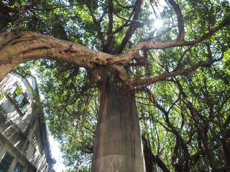 Looking up at a tall cement smokestack with the branches of a banyan tree wrapping around it, and the rays of the sun shining through one spot