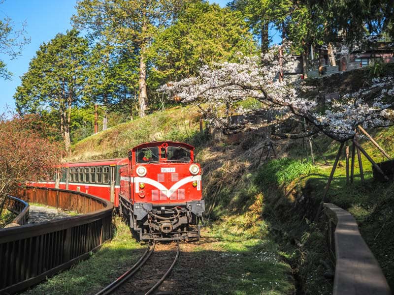 A red Alishan Forest Railway train passing some cherry blossoms in Alishan National Forest Recreation Area