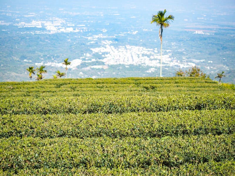 Looking down several rows of tea bushes, with a hazy view of a flat plain and some buildings far below