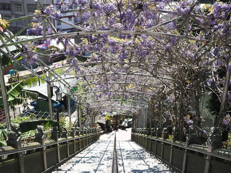 Looking down a staircase with a canopy of hanging purple flowers above it