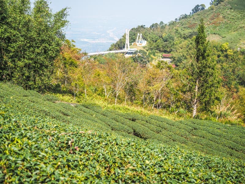 Looking down at some tea fields, with a glimpse of Taiping Suspension Bridge in the distance