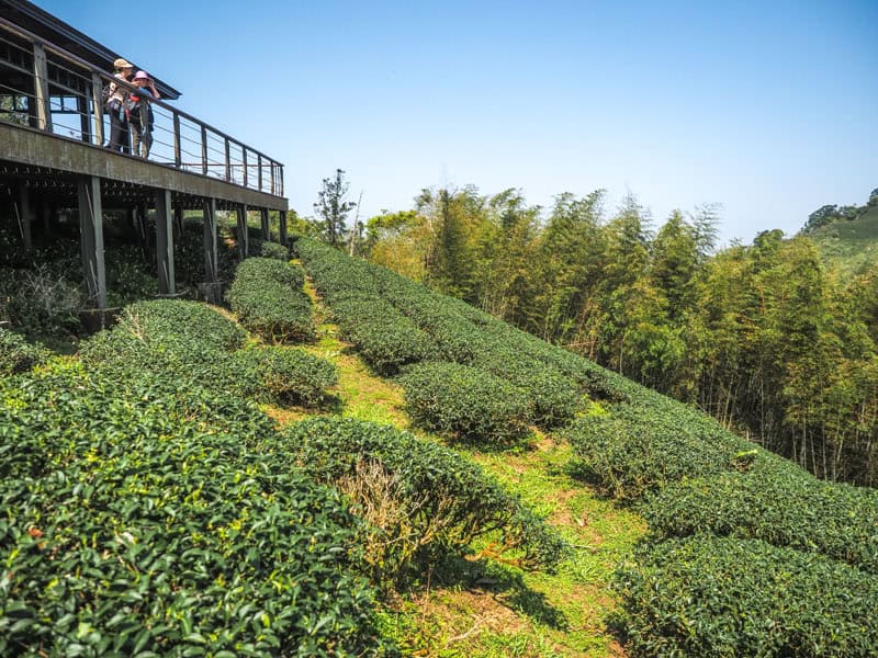 Two Taiwanese standing on a pavilion looking out over some tea plantations