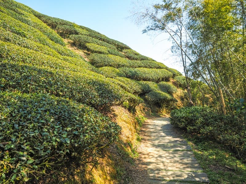 A trail goes past a hill covered in tea bushes