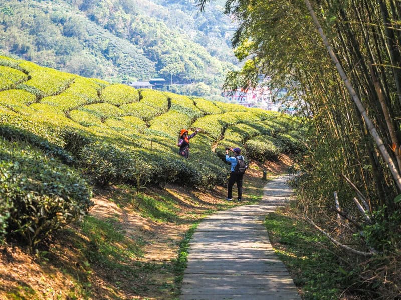 A trail leading past some tea farms, with a middle-aged couple taking photos in the fields