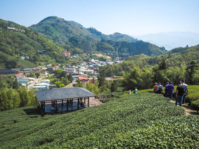 Looking down a hill with tea fields at a pavilion and village/mountains beyond
