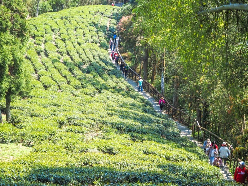 A field of tea bushes on the left, with a trail full of people walking by on the right