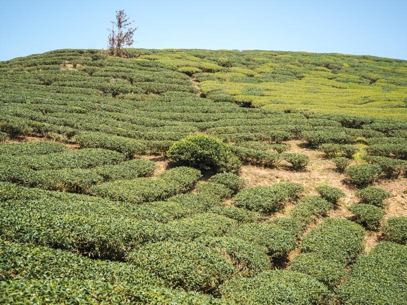 Looking up at a hill covered in tea bushes