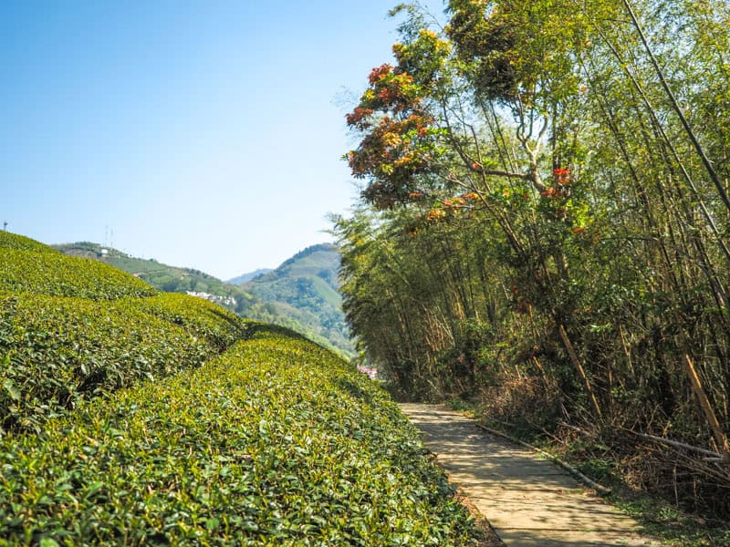 A walking trail past a hill covered in tea bushes
