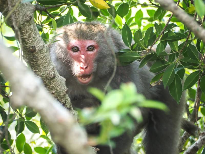 A fierce looking macaque opening its mouth and starring at the viewer