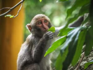 A monkey on Shoushan in Kaohsiung