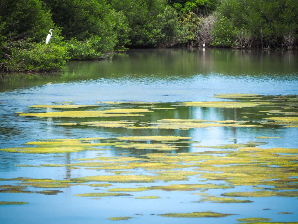 Looking across a swamp with white birds on the opposite side
