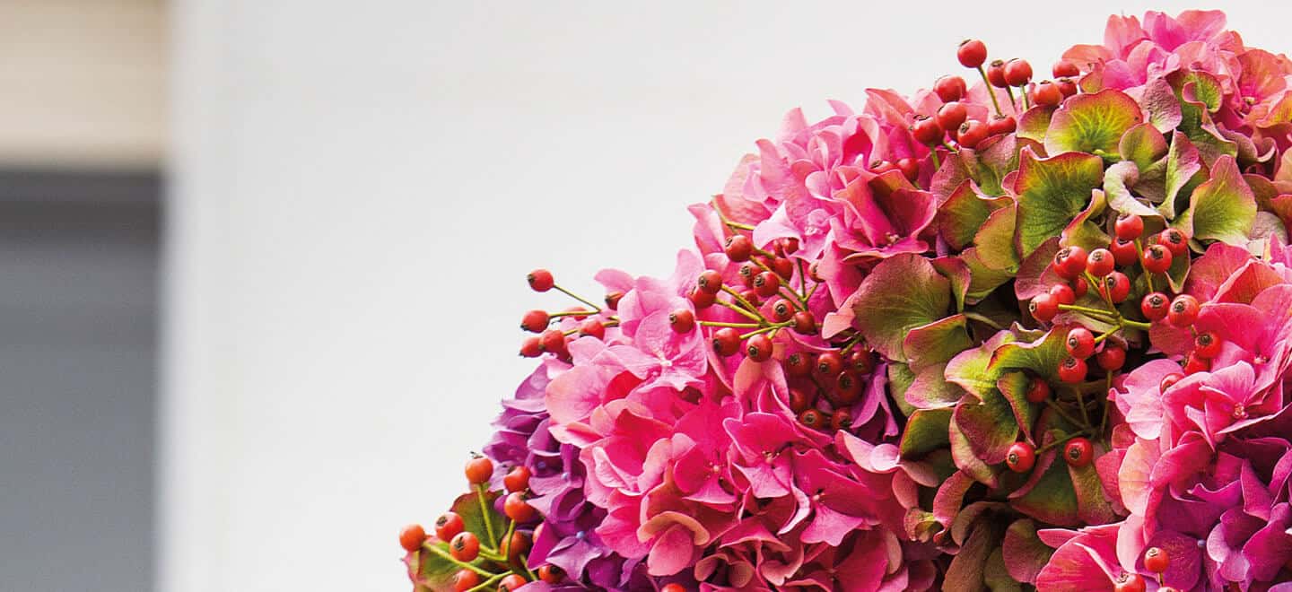 Classic Hydrangea Changing Colours Gay Wedding Guide 2 - How To Create The Perfect Diy Hydrangea Wedding Bouquet Tutorial Classic Hydrangea Changing Colours Gay Wedding Guide 2 - How To Create The Perfect Diy Hydrangea Wedding Bouquet Tutorial Gay Wedding Guide