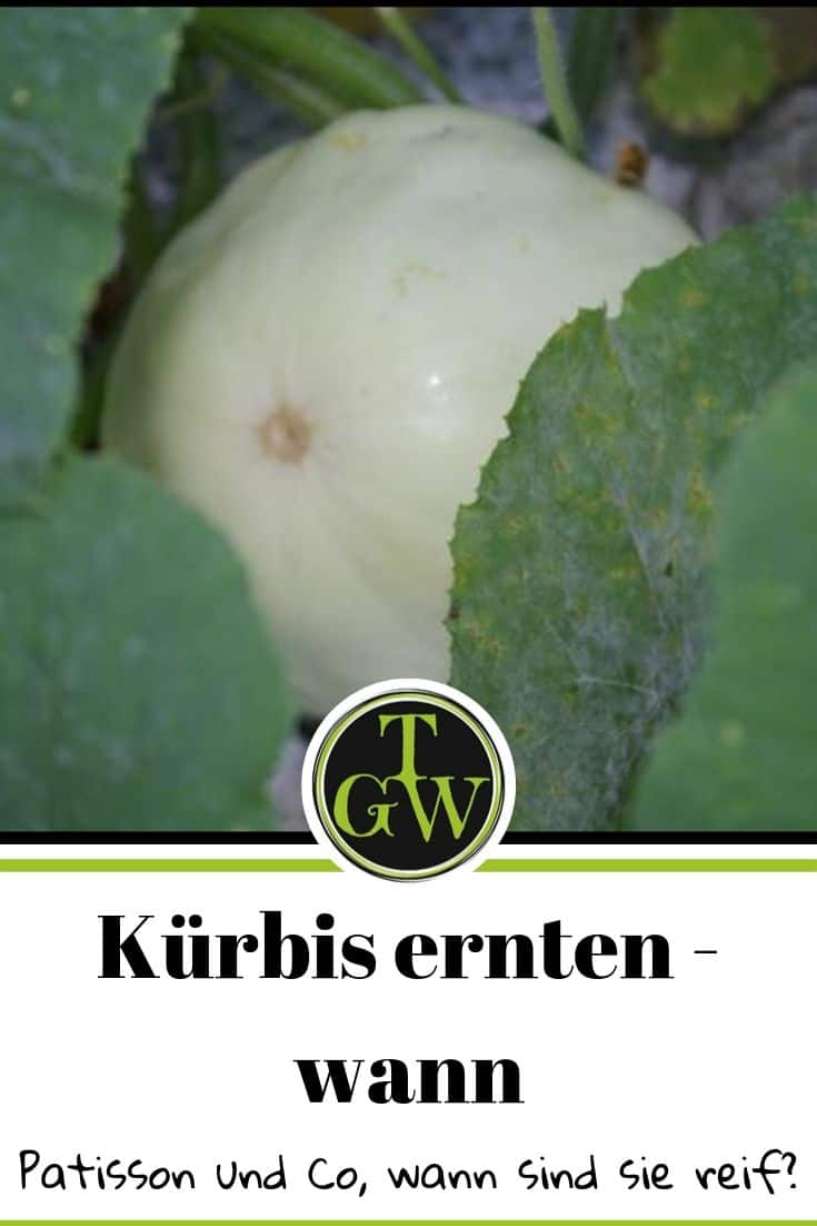 Patisson Kürbis ernten - Pinterest - Gartenblog Topfgartenwelt