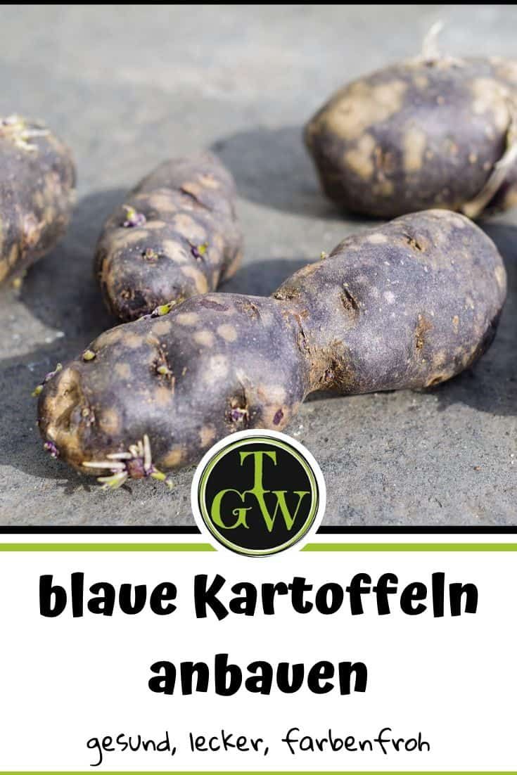 blaue Kartoffeln - Pinterest - Gartenblog Topfgartenwelt