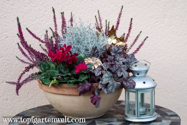 Herbstschale mit Erika - Gartenblog Topfgartenwelt