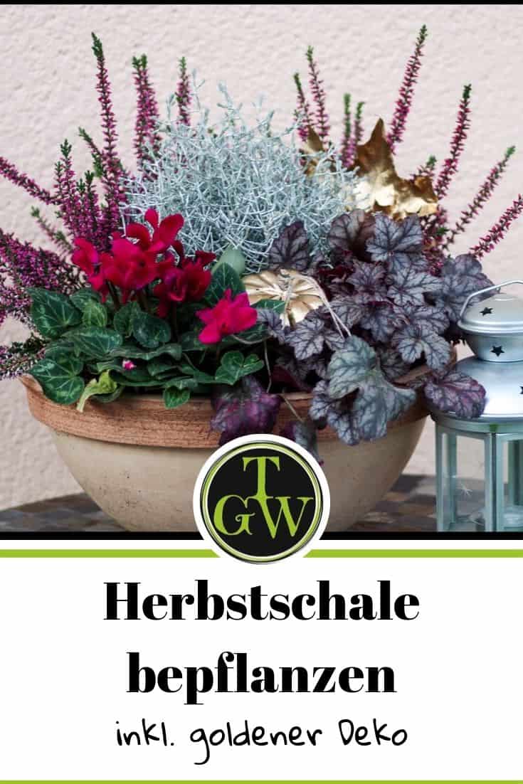 Herbstschale bepflanzen mit Erika und Silberdraht - Pinterest - Gartenblog Topfgartenwelt