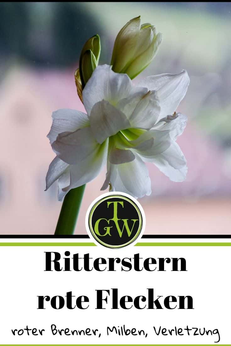 Roter Brenner - Pinterest - Gartenblog Topfgartenwelt