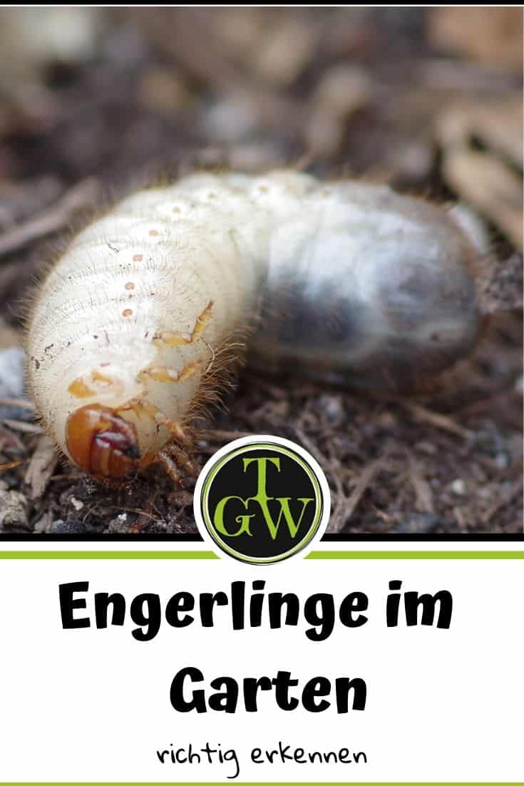 Engerlinge im Blumentopf - Gartenblog Topfgartenwelt