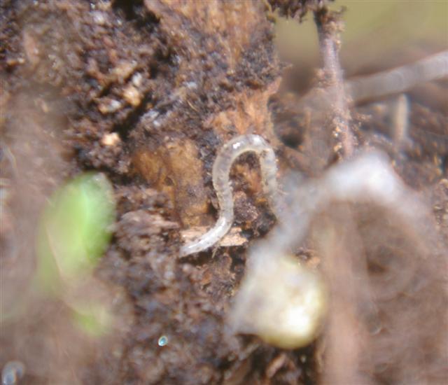 Würmer in der Erde - Gartenblog Topfgartenwelt