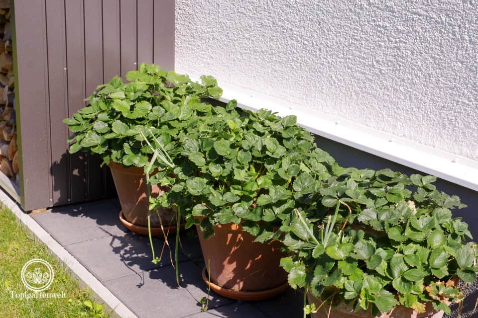 Kräuter- und Erdbeertürme aus Tontöpfen - Gartenblog Topfgartenwelt