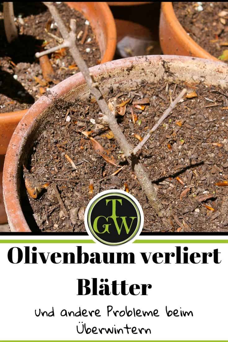 Olivenbaum tot - Olivenbaum verliert alle Blätter - Gartenblog Topfgartenwelt